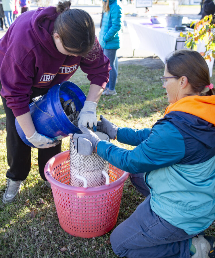 A student tips a bucket of oyster shells into an oyster reef cage being held by an educator.