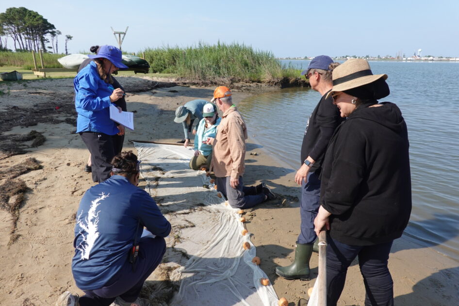 Educators stand on a beach and look at the creatures they pulled up with a seine net.