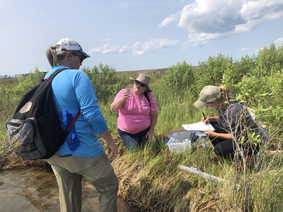 A group of teachers collect water quality data in a marsh.
